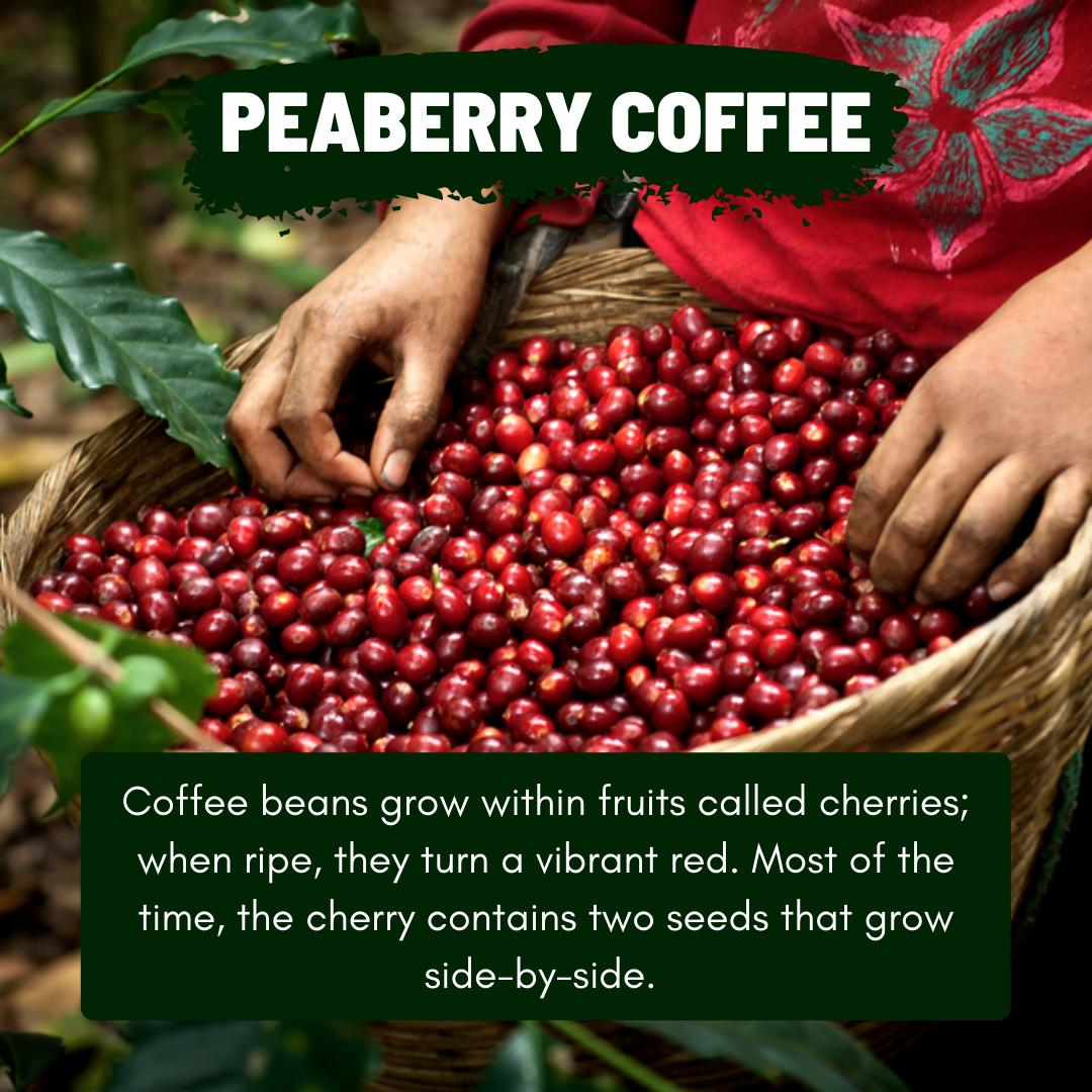 Peaberry shop coffee beans